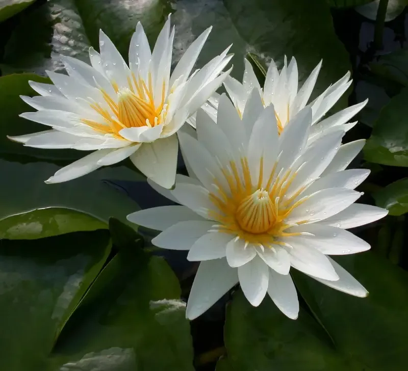 Marian Strawn – Day Blooming Tropical Lily