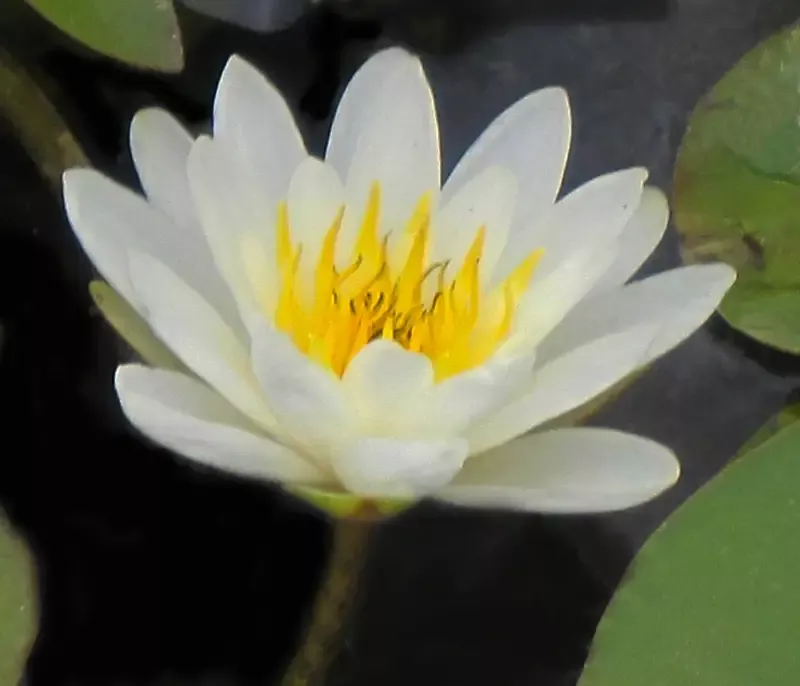 Marliac albida – White Hardy Lily