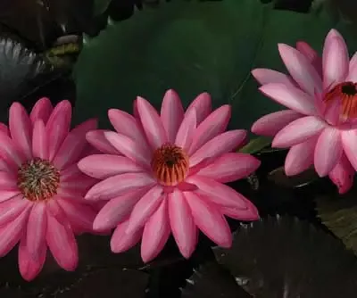 Maroon Beauty – Night Blooming Tropical Lily— Limited Amount Available