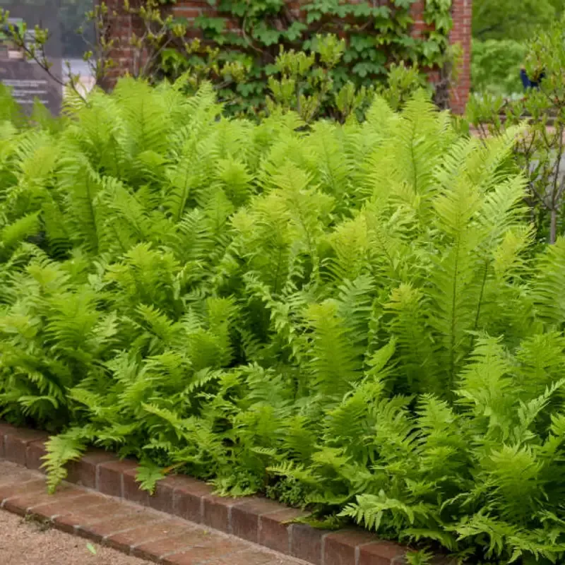Matteuccia Struthiopteris Ostrich Fern – [CG]