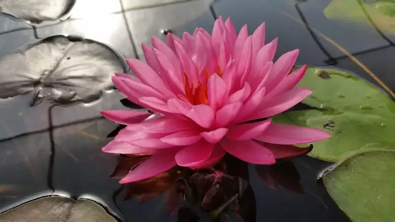 Mayla – Fuschia pink Hardy Lily