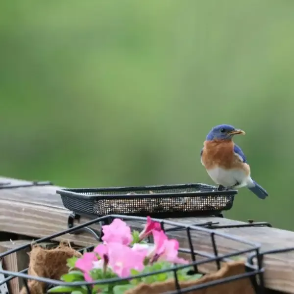 Mealworm Feeder for Deck/Ground