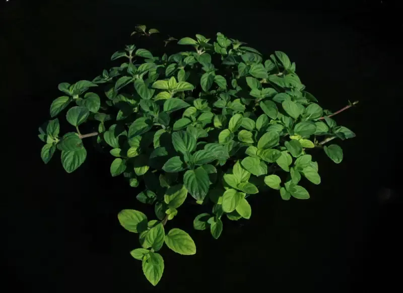 Mentha Aquatica “Water Mint”