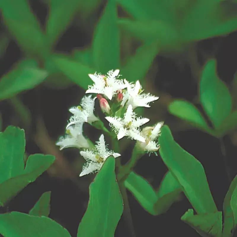 Menyanthes Trifoliata “Bog Bean”