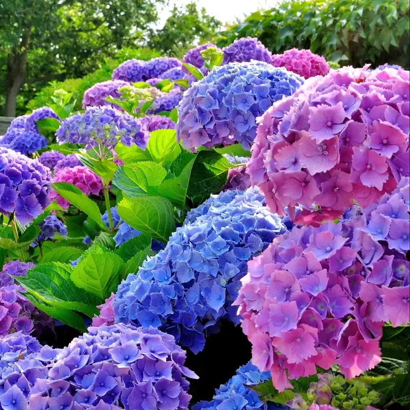 Merritt’s Supreme Hydrangea