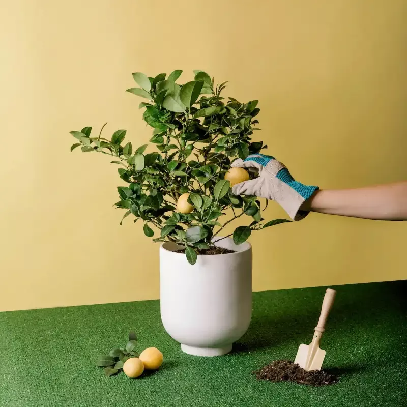 Meyer Lemon