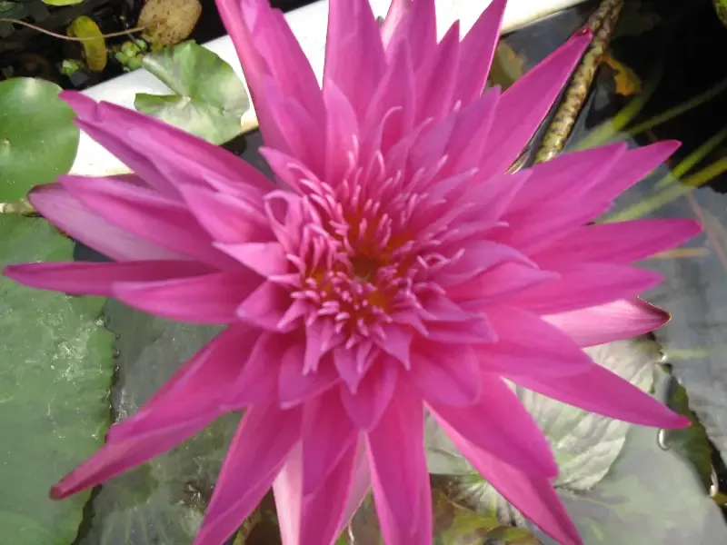 Miami Rose – Day Blooming Tropical Lily Tropical Lily