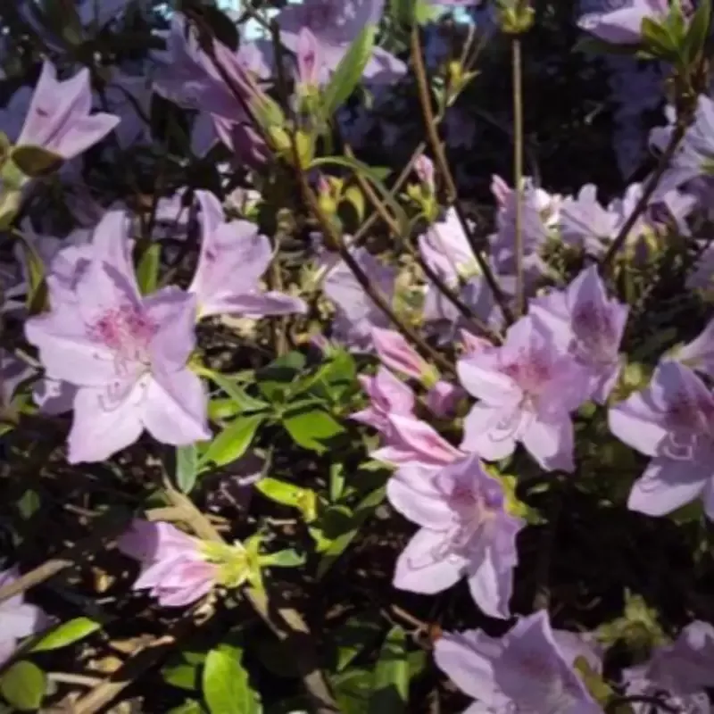 Mildred Mae-Hybrid Azalea, Delicate Lavender Flowers, Compact Evergreen Shrub