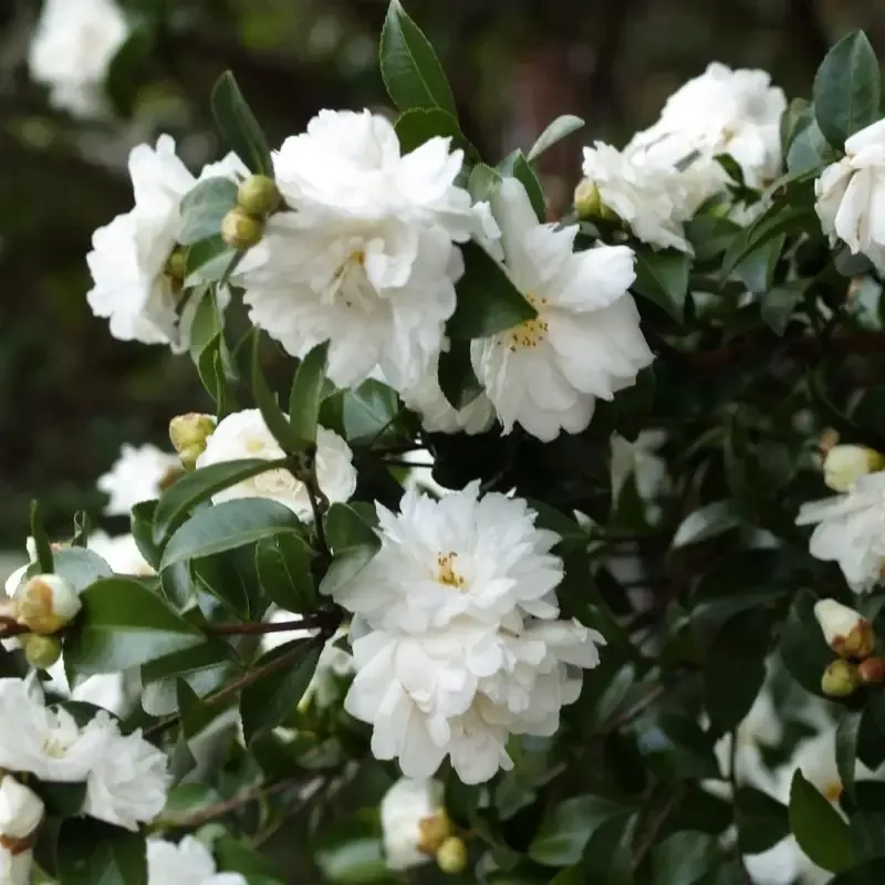 Mine-No-Yuki Camellia-Elegant Snow