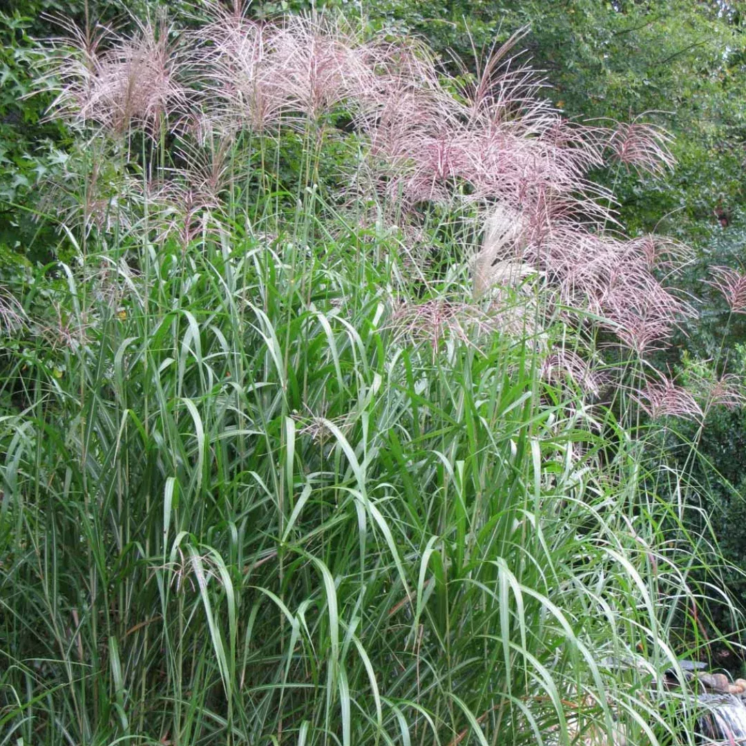 Miscanthus 'Giganteus'
