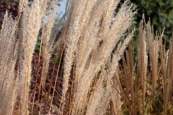 Miscanthus sinensis – Flame Grass