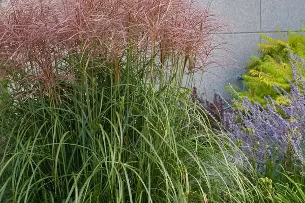 Miscanthus sinensis – Red-Silver Japanese Silver Grass