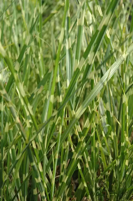 Miscanthus Sinesis (Zebrinus) “Zebra grass”