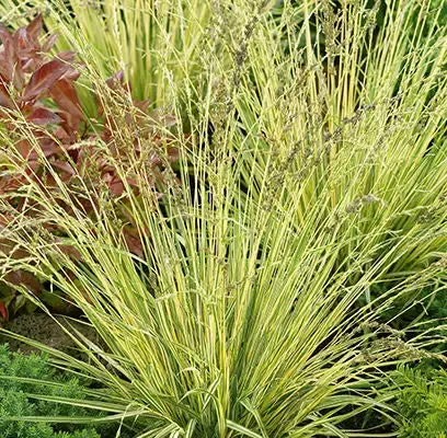 Molinia- Variegated Moor Grass