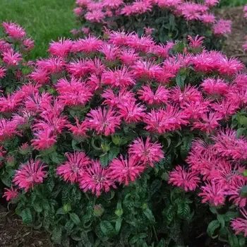 Monarda ‘Electric Neon Pink’ Balmy