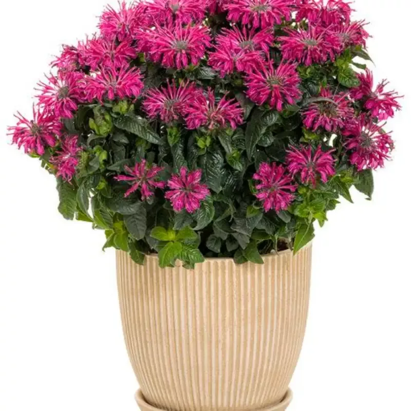 Monarda ‘Leading Lady Razzberry’ – [EG]
