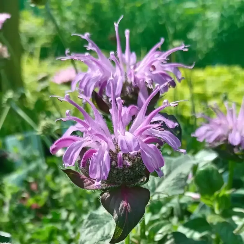 Monarda Sugar Buzz ‘Blue Moon’ Bee Balm Ppaf