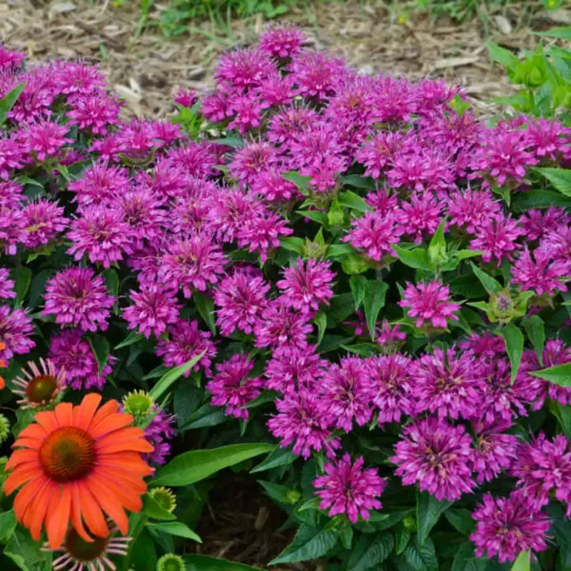 Monardia ‘Pardon My Purple’ Bee Balm