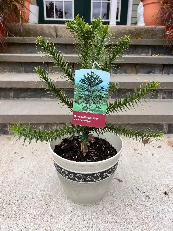 Monkey Puzzle Tree- 8″ Deco Pot (1.5ft)