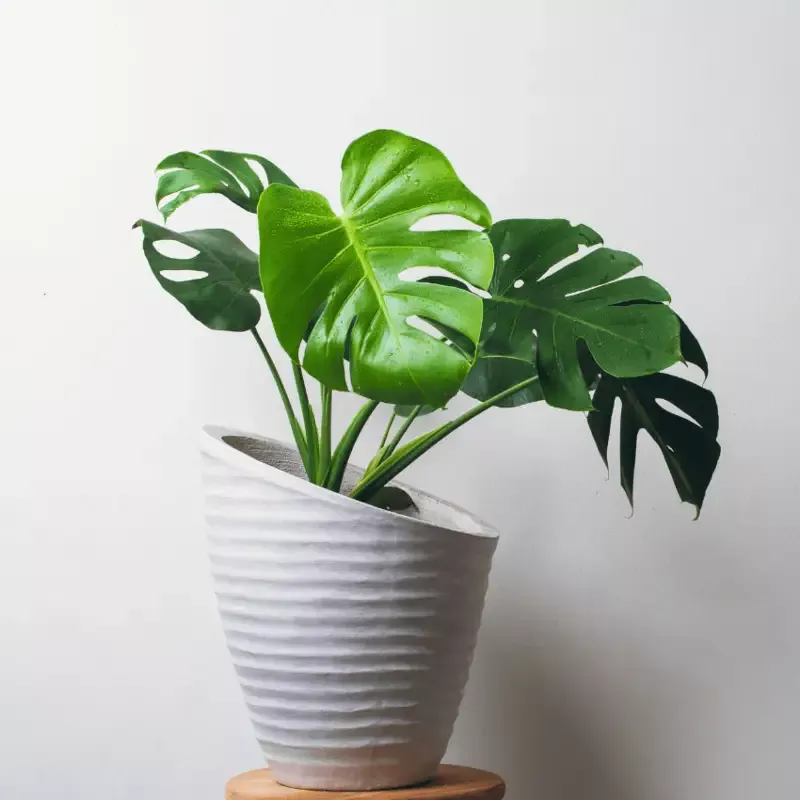 Monstera deliciosa Houseplant