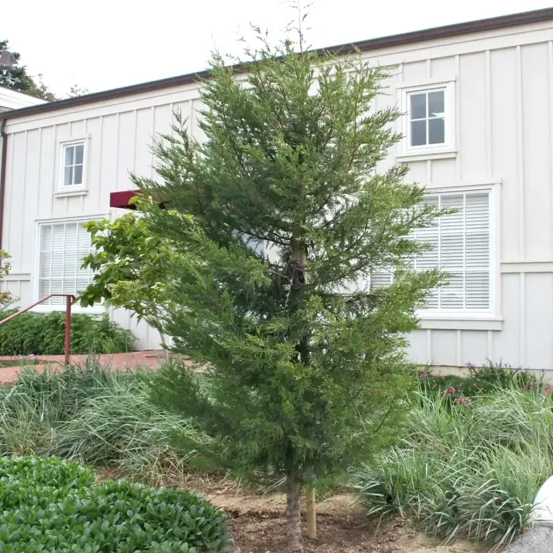 Monterey Cypress