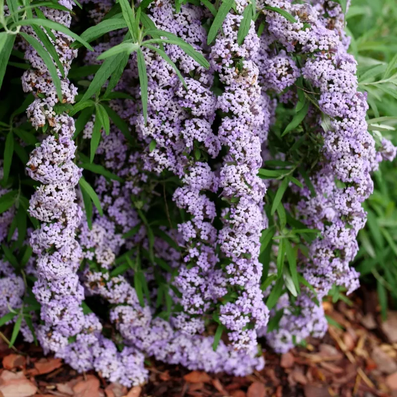 Mop Top™ Fountain Butterfly Bush (Buddleia)