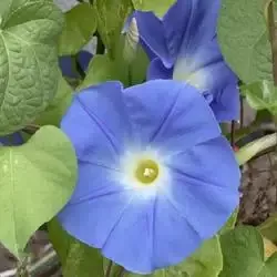 Morning Glory Vine – Heavenly Blue