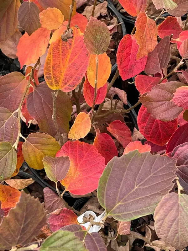 ‘Mount Airy’ Witch Alder, Fothergilla x intermedia ‘Mount Airy’