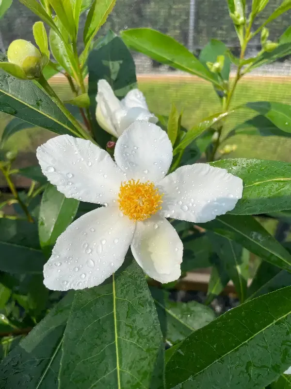 Mountain Gordlinia, x Gordlinia grandiflora