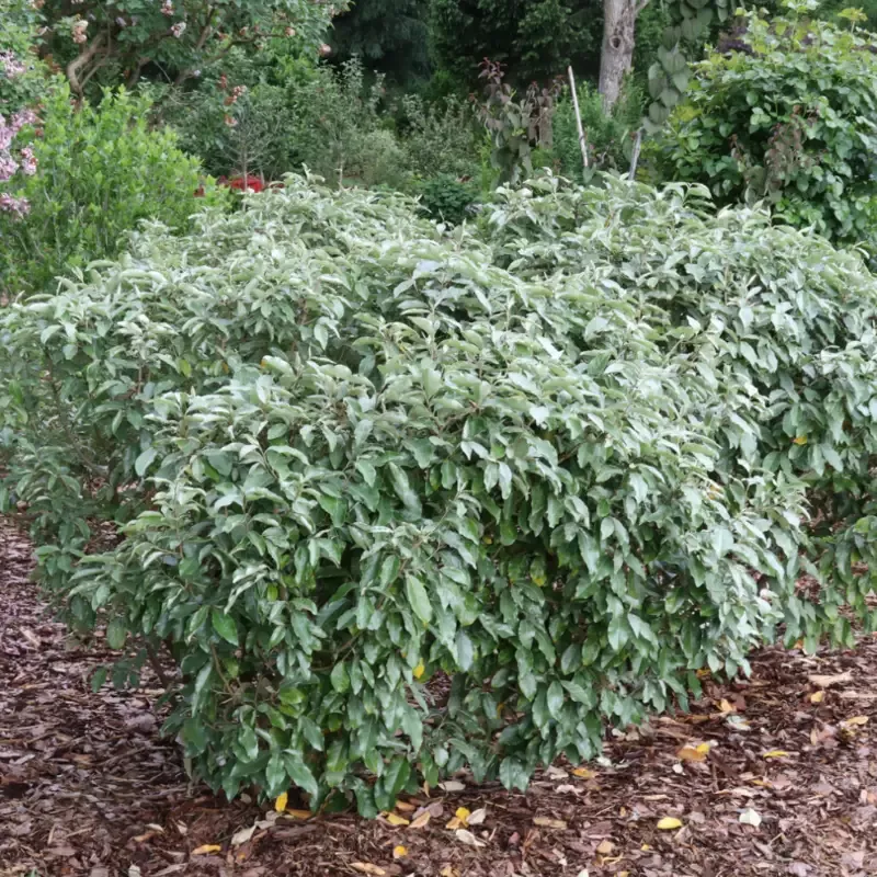 Mr. Smooth™ Seedless Thornless Silverthorn (Eleagnus)
