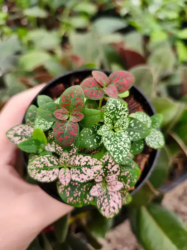 Multi-Color Polka Dot Splash