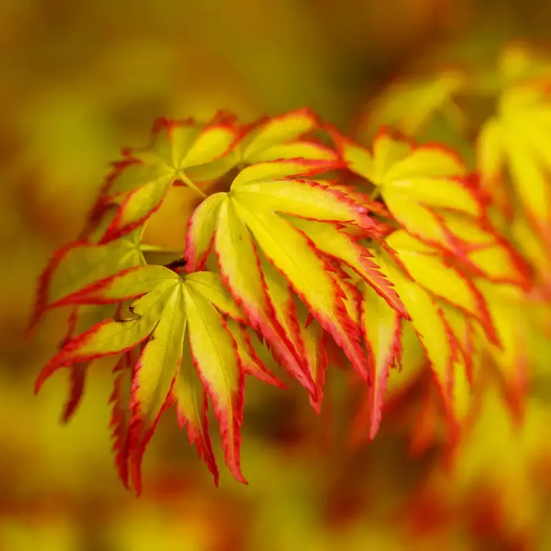 Murasaki Kiyohime Dwarf Japanese Maple