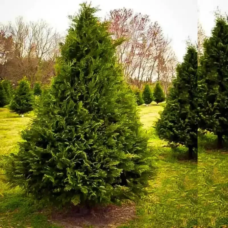 Murray Cypress Multipack/Liners
