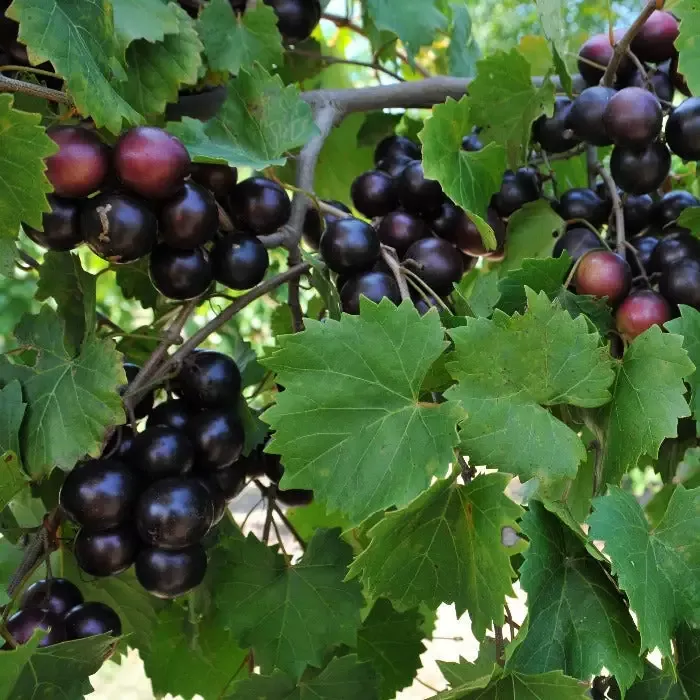 Muscadine Grape Vine