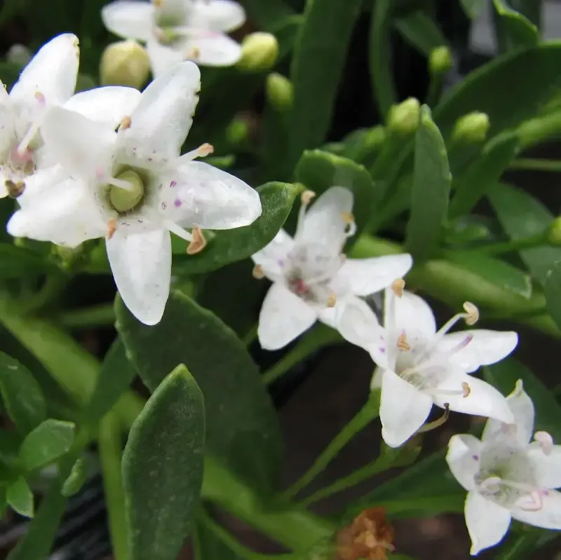 Myoporum Putah Creek