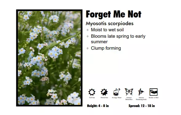 Myosotis ‘Forget Me Not’