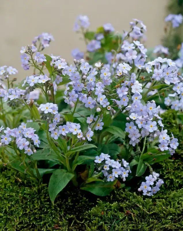 Myosotis ‘Palustris’ Forget-Me-Nots