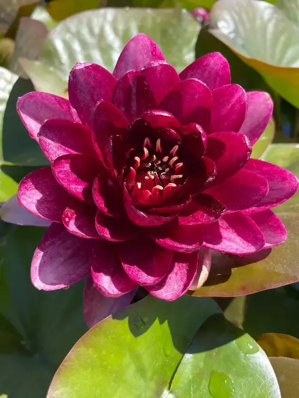 Mystery Bordeaux – Hardy Water Lily