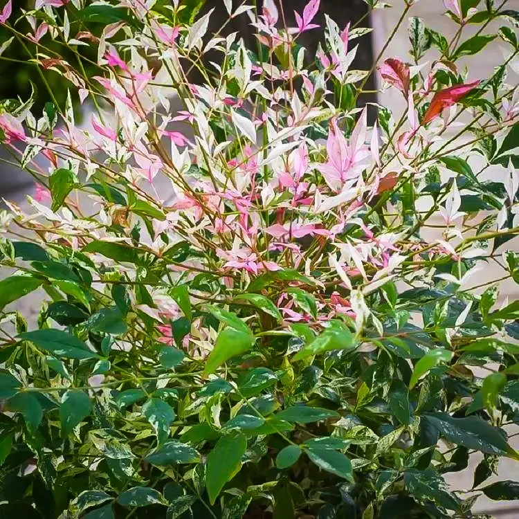 Nandina Twilight