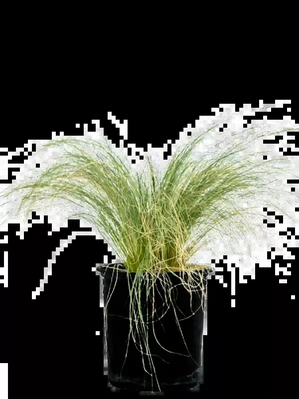 Nassella tenuissima – Mexican Feather Grass