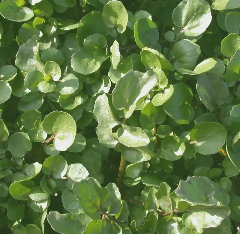 Nasturtium Officinale “Watercress”