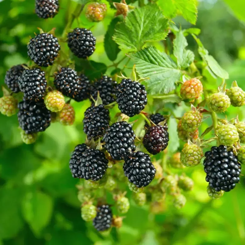 Navaho Blackberry