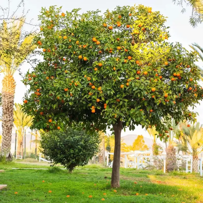 Navel Orange Tree