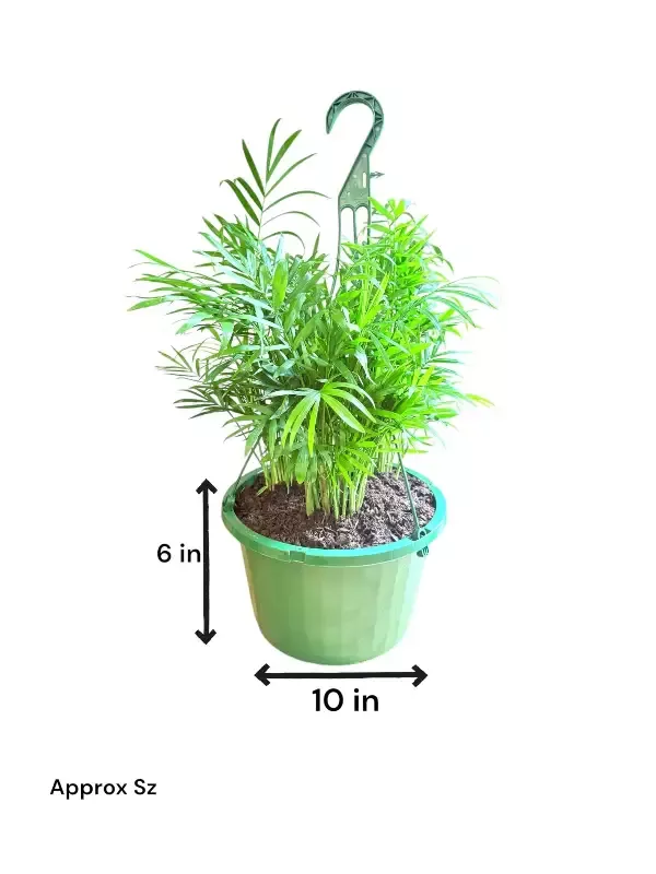 Neanthe Bella Palm Hanging Basket (Live Indoor Plants)