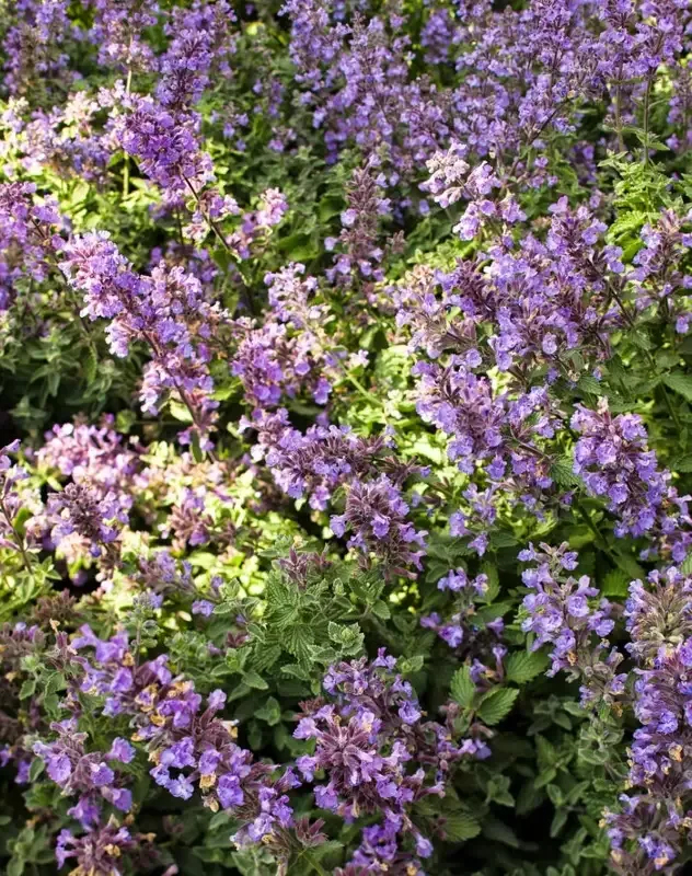 Nepeta ‘Cats Meow’