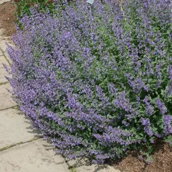 Nepeta ‘Walkers Low’ Catmint