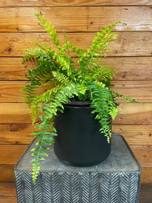 Nephrolepis Tiger Fern, 6″ Plant