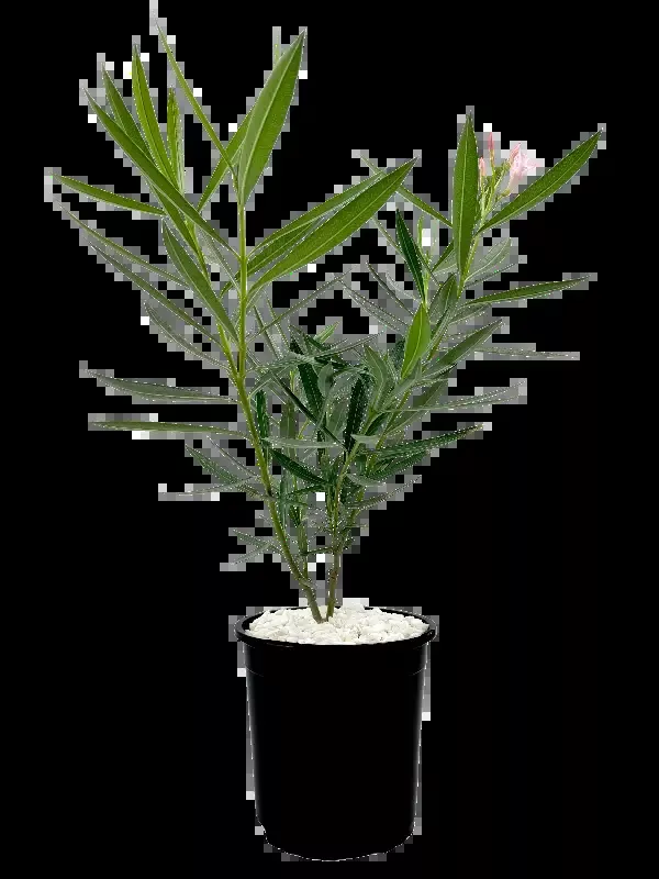 Nerium Oleander