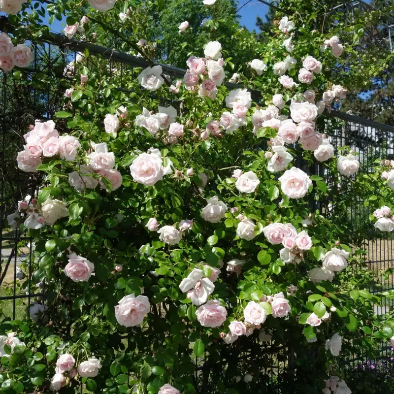 ‘New Dawn’ Climbing Rose