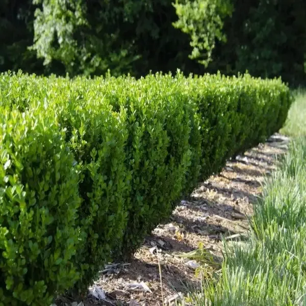 NewGen Freedom™ Boxwood
